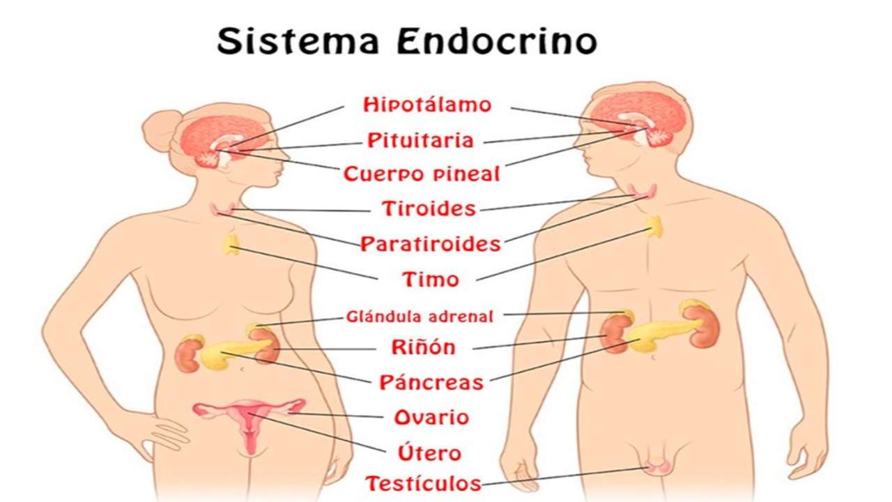 Układ hormonalny puzzle online