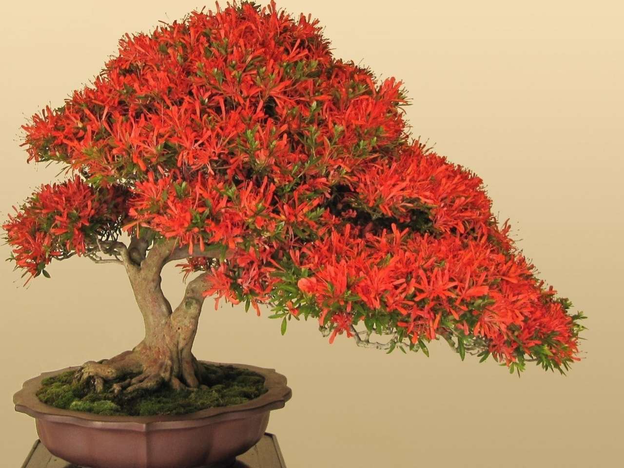 Przepiękne kwitnące bonsai, cudo puzzle online