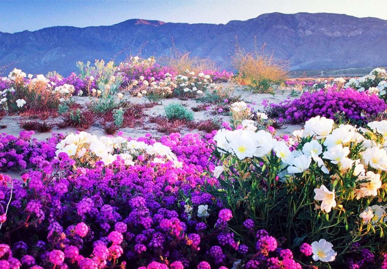 Piękne ''dzikie''kwiaty rosnące na płaskowyżu puzzle online