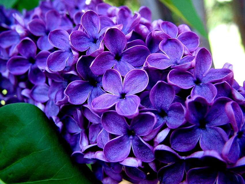 Piękno liliowych kwiatów, no cudo natury puzzle online