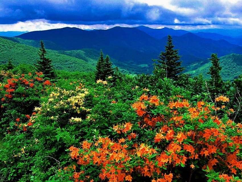 Dzikie azalie na górskich łąkach, piękno zachwyca puzzle online