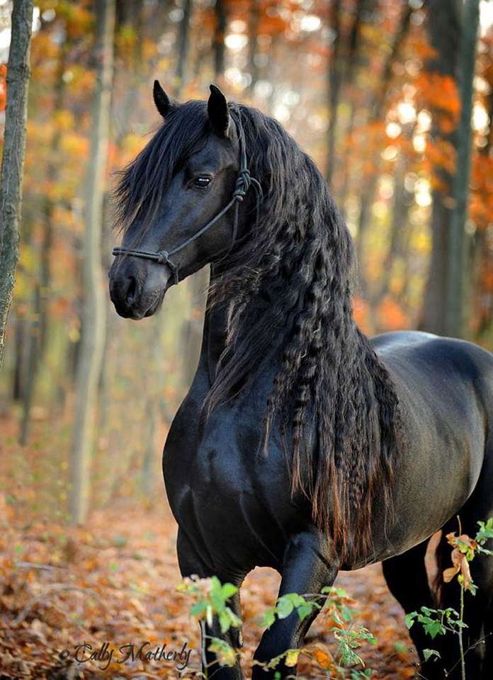 Fryderyk Wielki - najpiękniejszy koń świata puzzle online