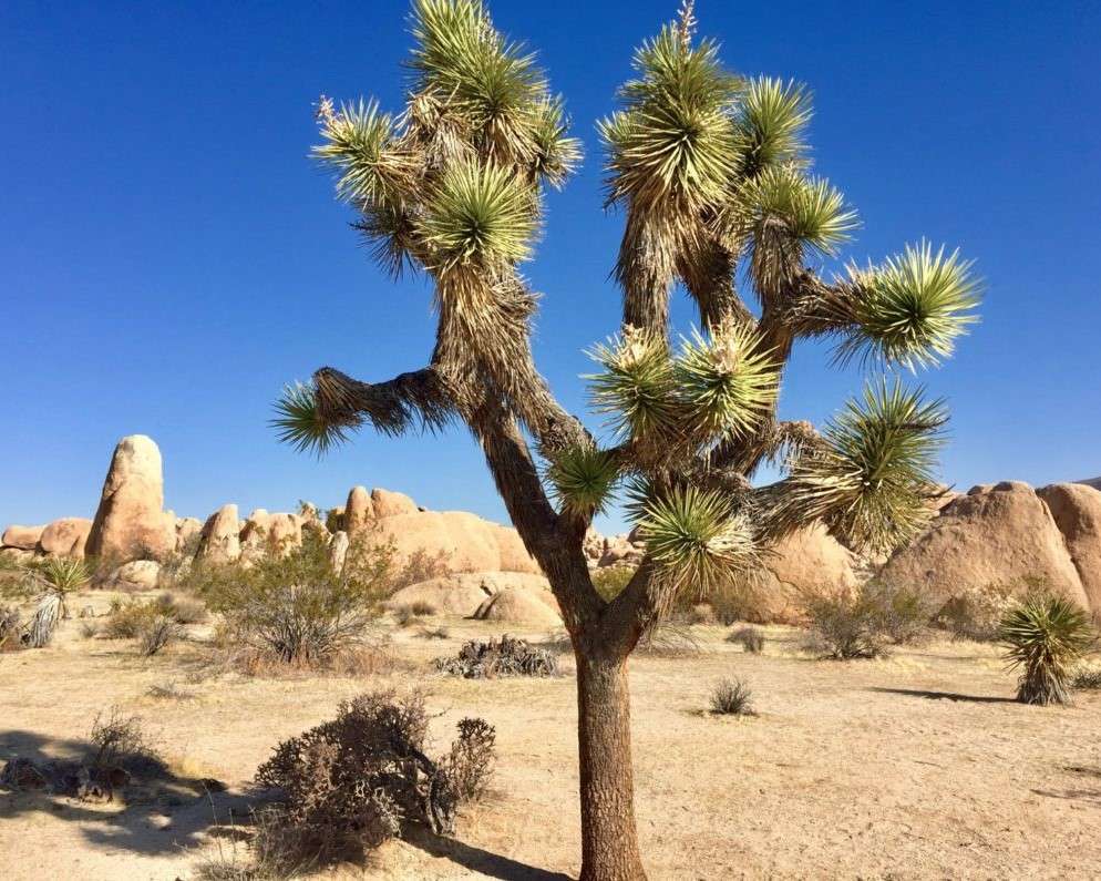 Kaktus na pustyni puzzle online