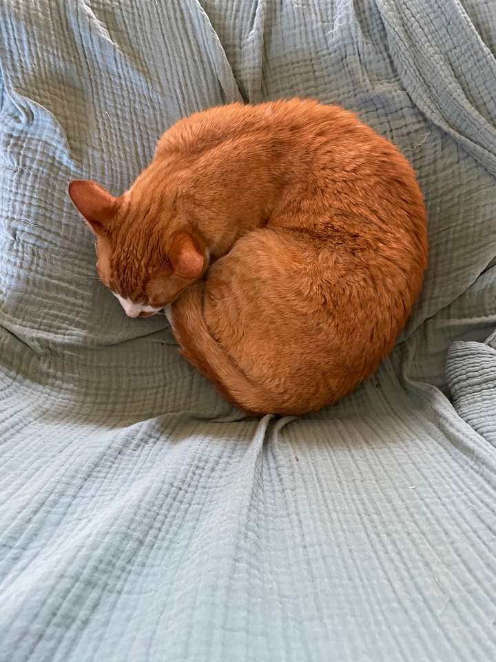 Kot Cooper śpiący na łóżku puzzle online