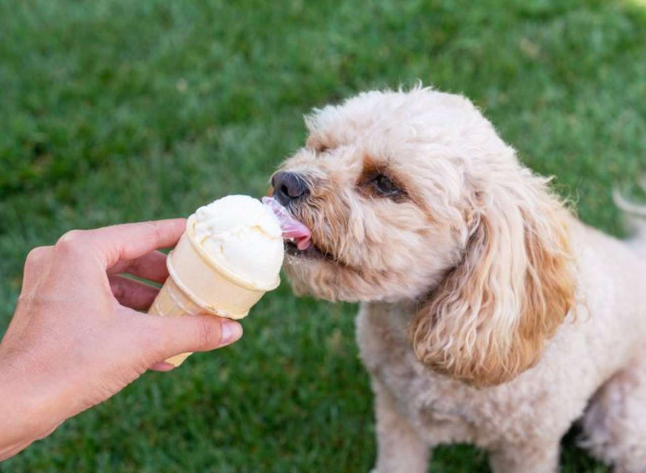 Szczeniak jedzący lody❤️❤️❤️❤️ puzzle online