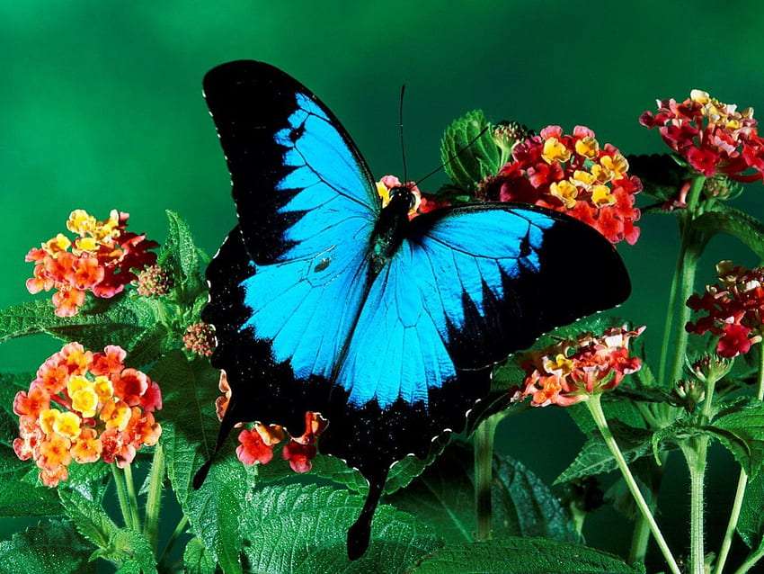Ulisses-cudny motyl z rodziny paziowatych i kwiaty puzzle online