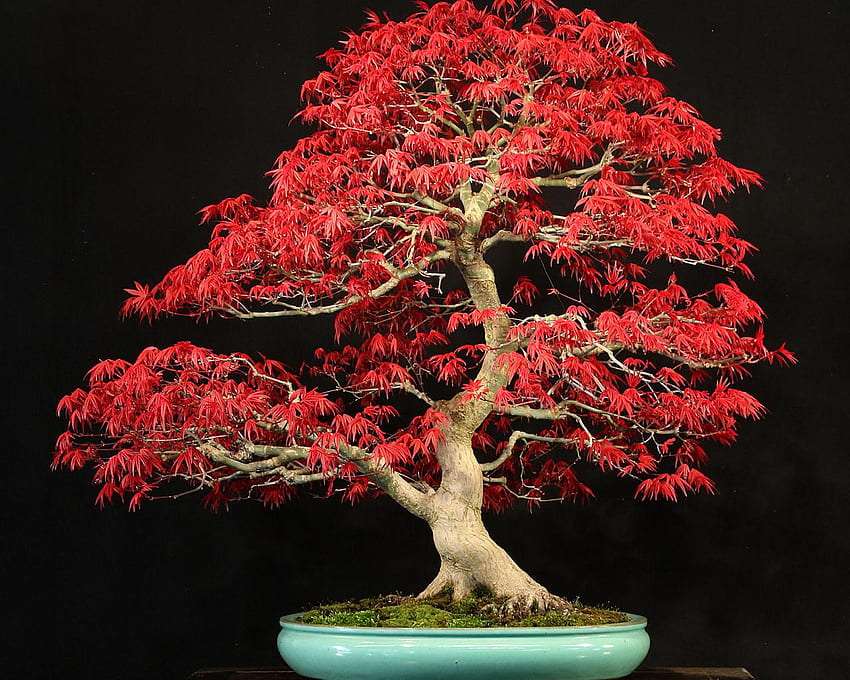 Bonsai- Drzewko klona, coś pięknego puzzle online