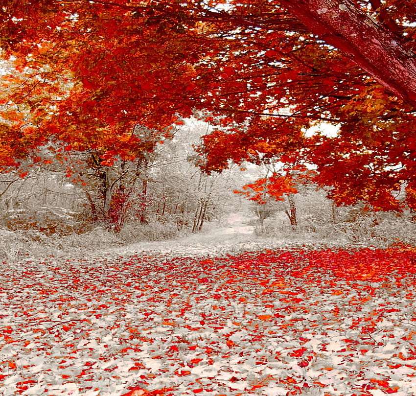 Jesienny śnieg, co za piękny widok puzzle online