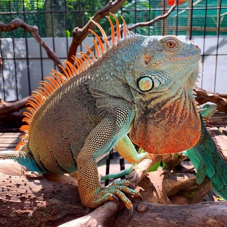 Iguana − rodzaj jaszczurek z rodziny legwanowatych puzzle online