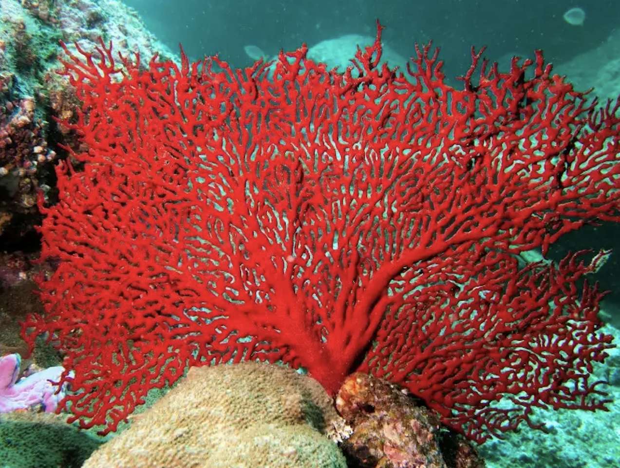 Koralowiec niczym wachlarz-piękno naturą tworzone puzzle online