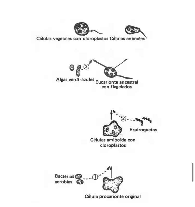 Biologia puzzle online