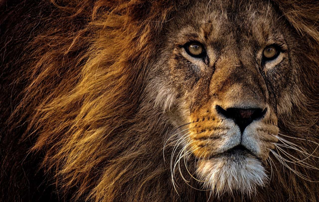 król lew dżungli puzzle online