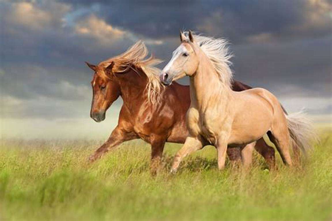 Konie w biegu po łące puzzle online