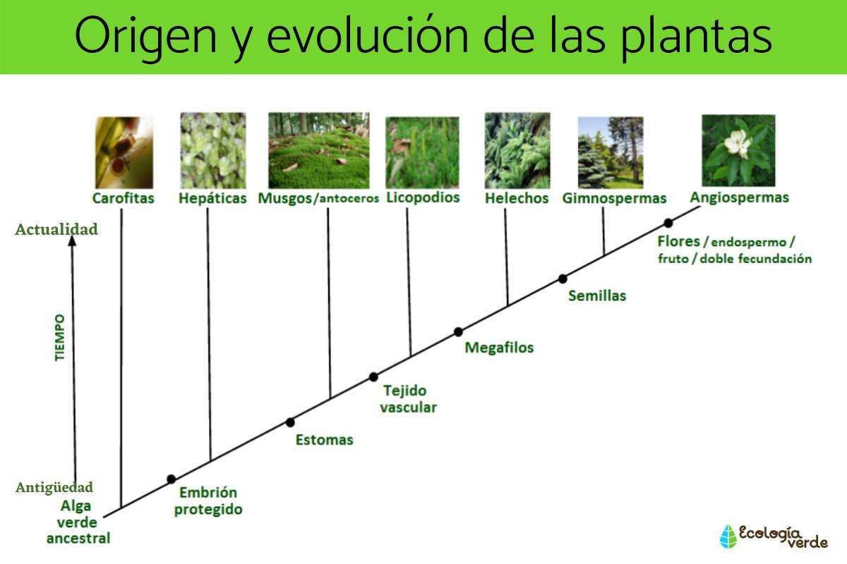 Pochodzenie i ewolucja roślin puzzle online