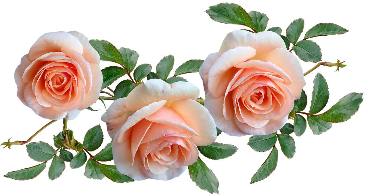 Kwiaty, róże puzzle online