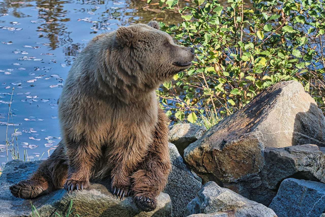 brązowy niedźwiedź puzzle online