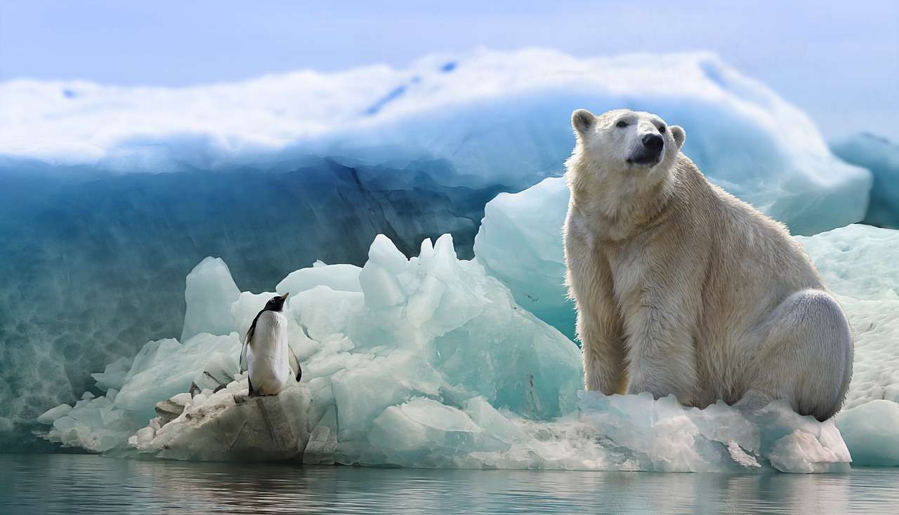 niedźwiedź polarny Pingwin puzzle online