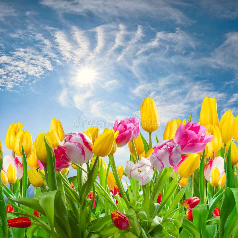 Tulipany na tle nieba puzzle online
