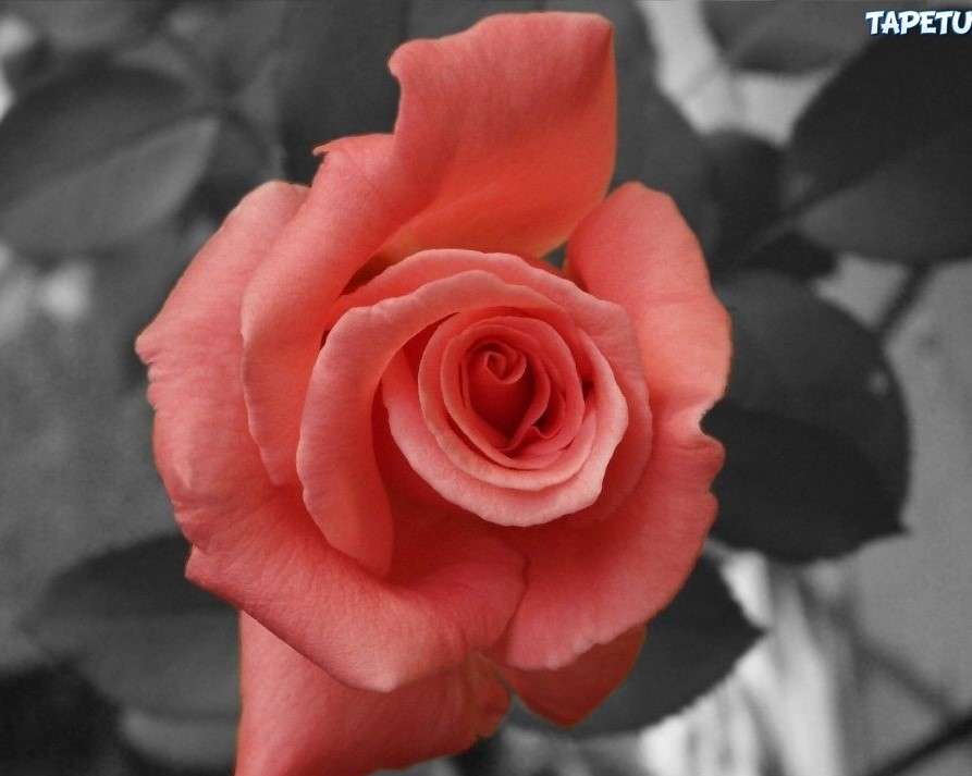 Łososiowa róża puzzle online