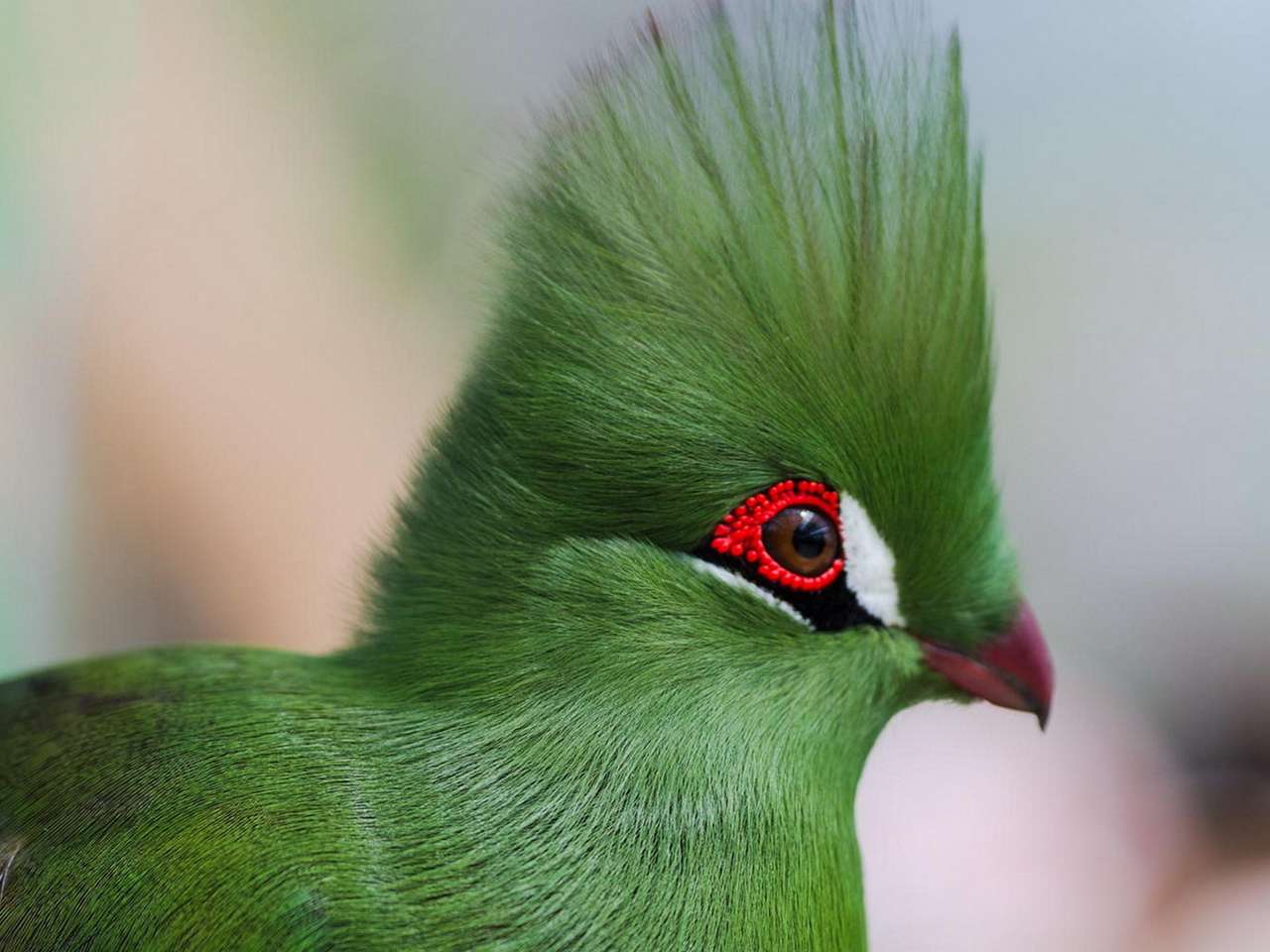 Zielony egzotyczny ptak puzzle online