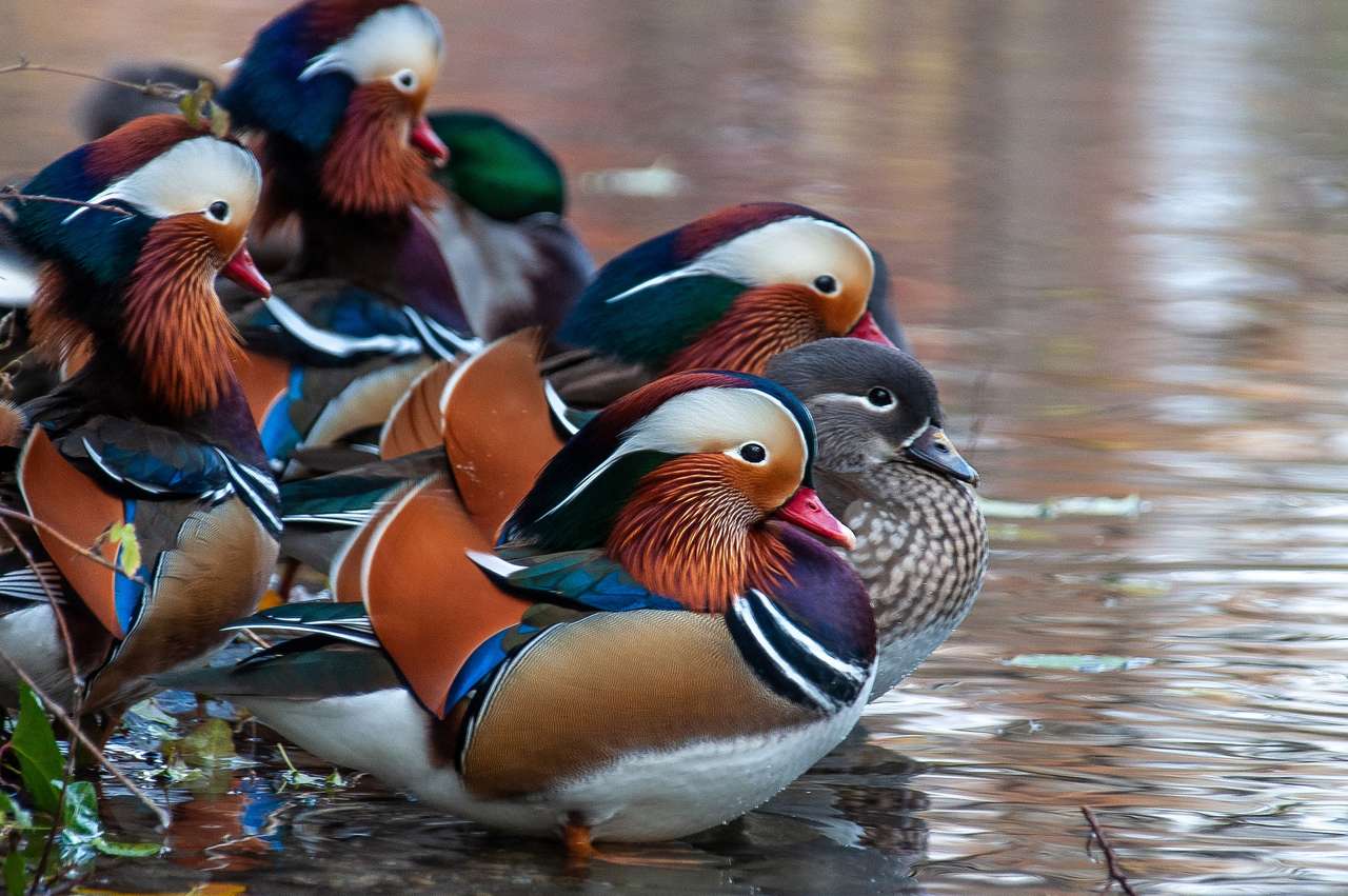 Kolorowe kaczki puzzle online