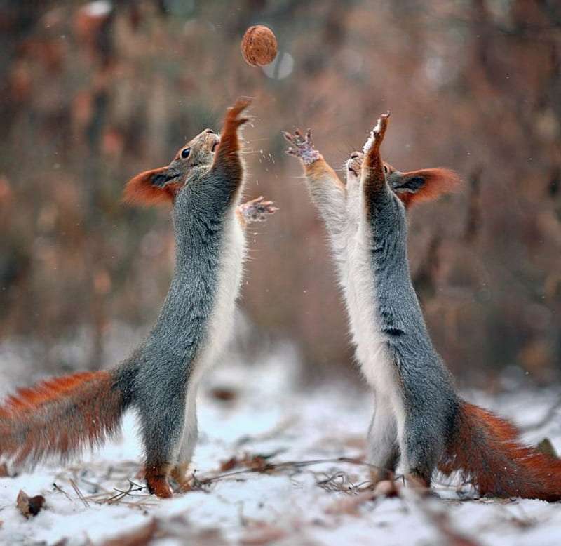 Dwie wiewiórki a orzeszek jeden, się dzieje:) puzzle online