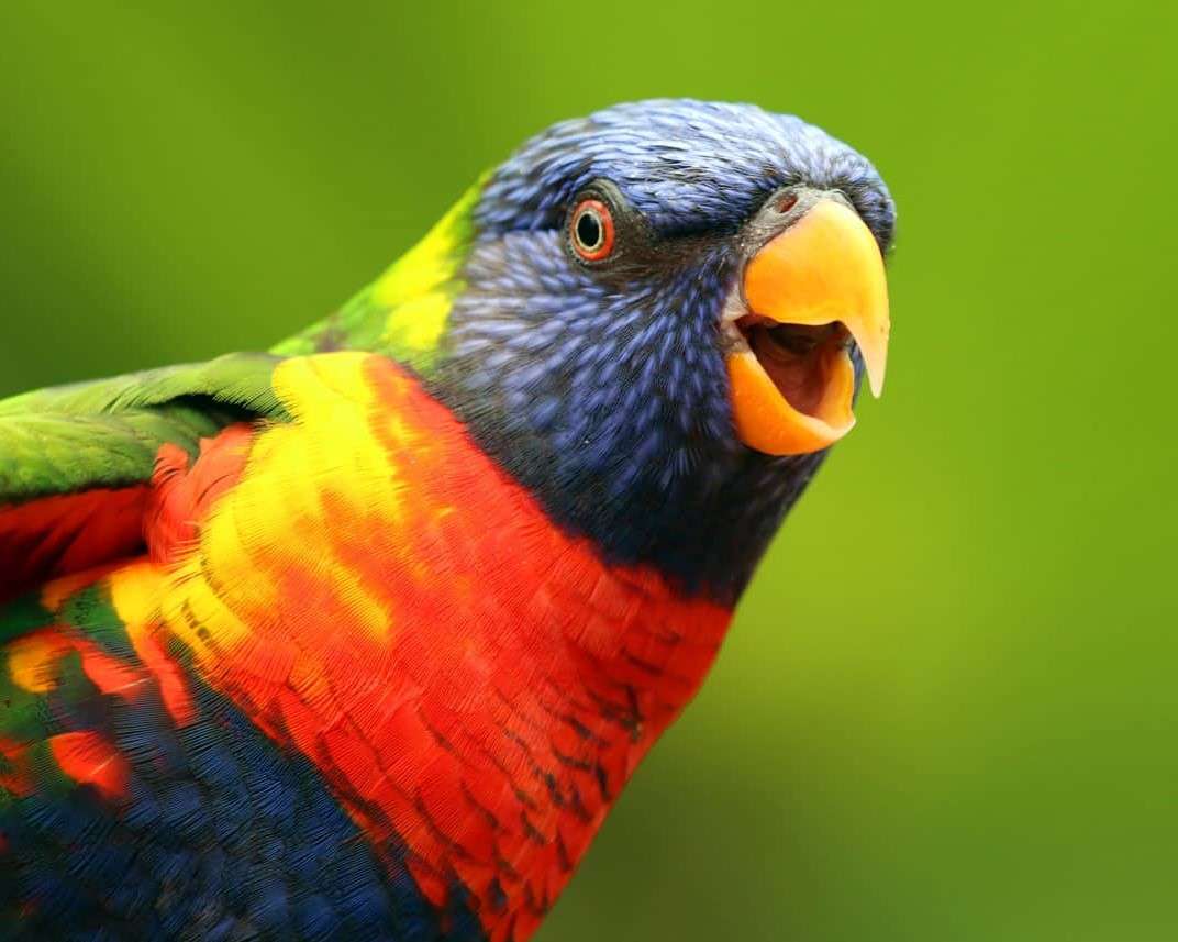 Kolorowa papuga puzzle online