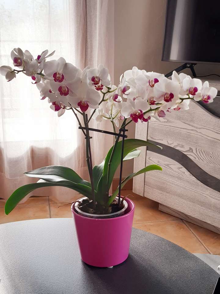 Biała orchidea puzzle online