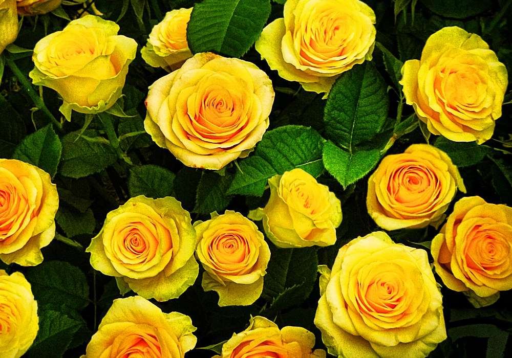 Róże w kolorze zachodzącego słońca puzzle online