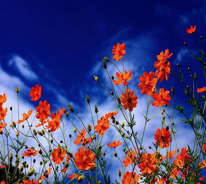 Piękna Kosmea na tle granatowo-niebieskiego nieba puzzle online
