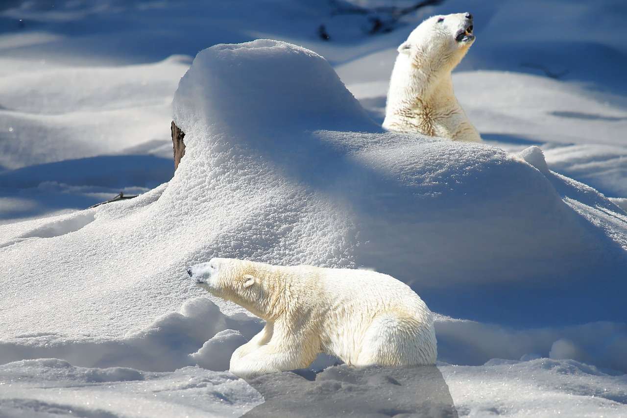 Niedźwiedzie polarne na biegunie północnym puzzle online