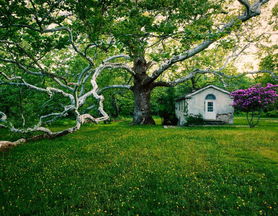 Piękne stare duże drzewo i stary dom puzzle online