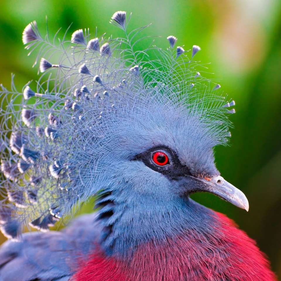 Egzotyczny piękny ptak puzzle online