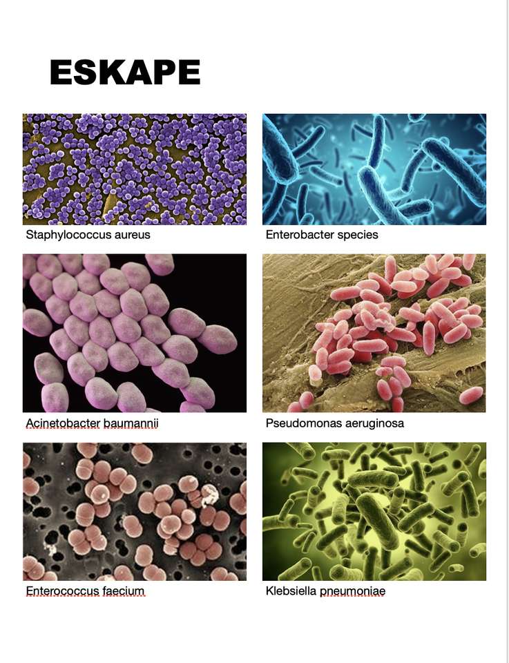 Bakterie ESKAPE puzzle online