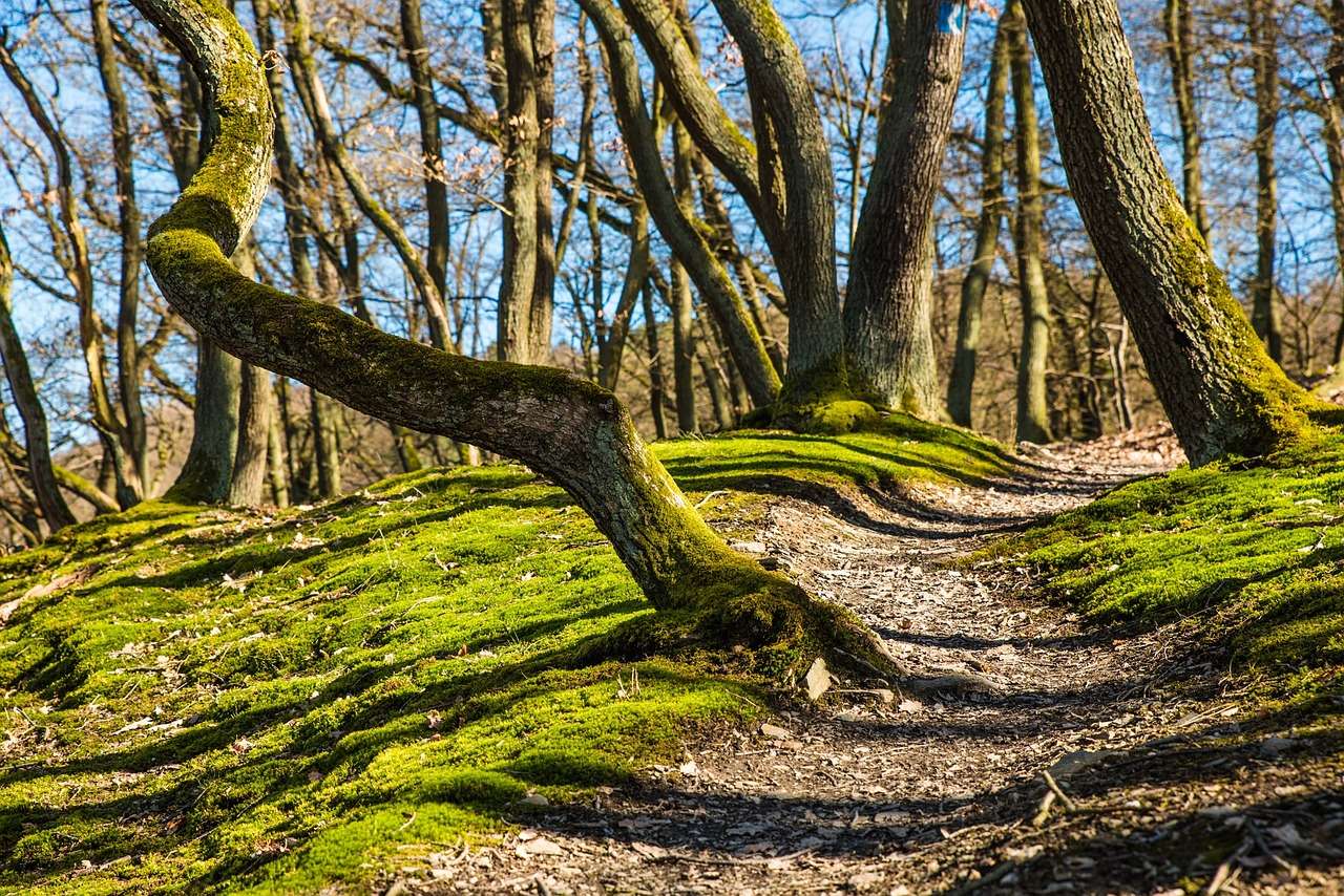 Ścieżka leśna Ścieżka przyrodnicza puzzle online