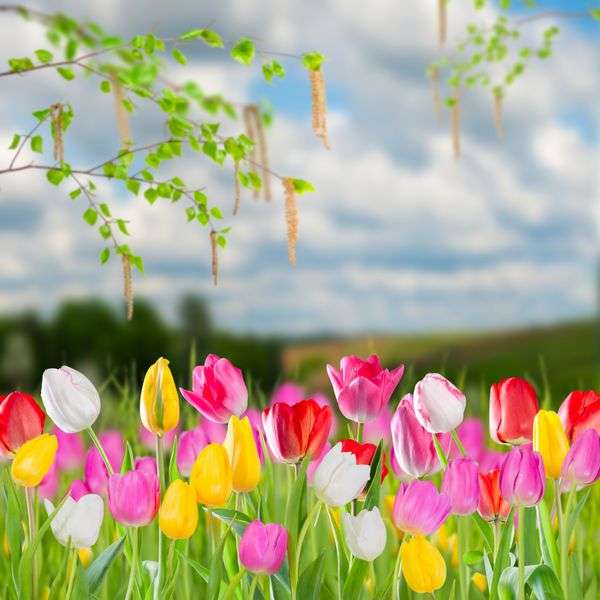 Wiosennie. Tulipany puzzle online