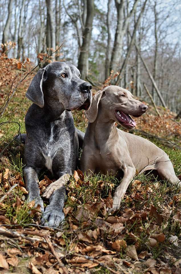 Dwa psy w lesie puzzle online
