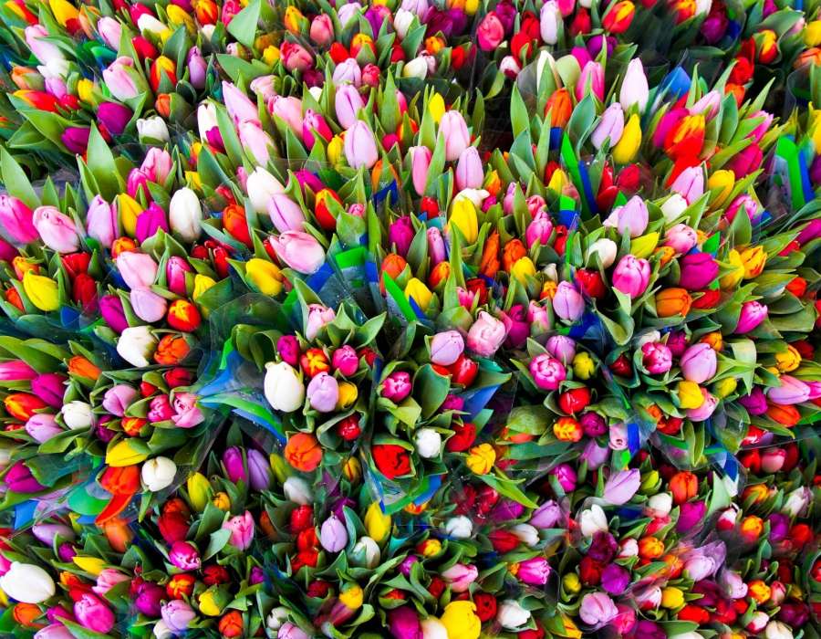 Bardzo dużo pięknych kolorowych tulipanów:) puzzle online