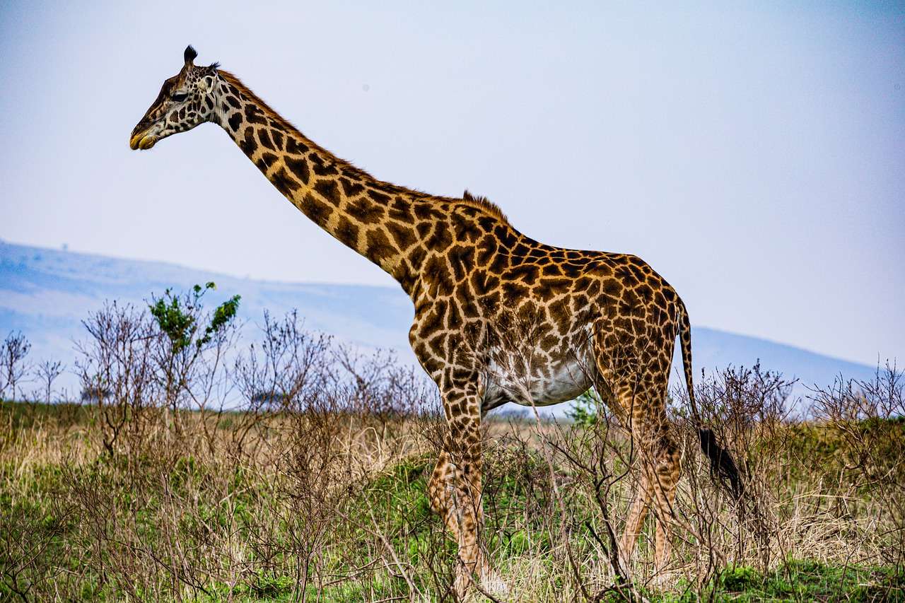 Dzikie zwierzęta żyrafy puzzle online