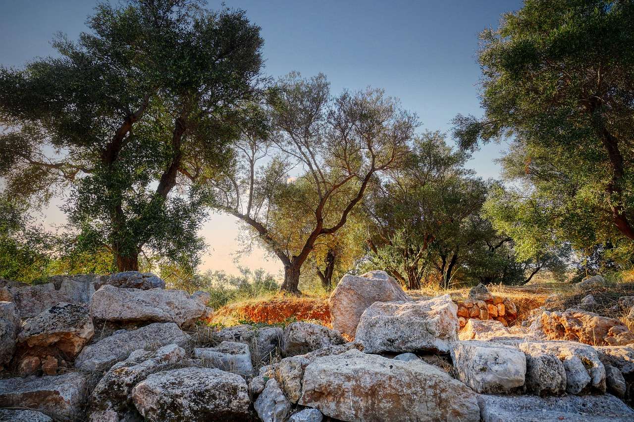 Drzewa oliwne Grecja puzzle online