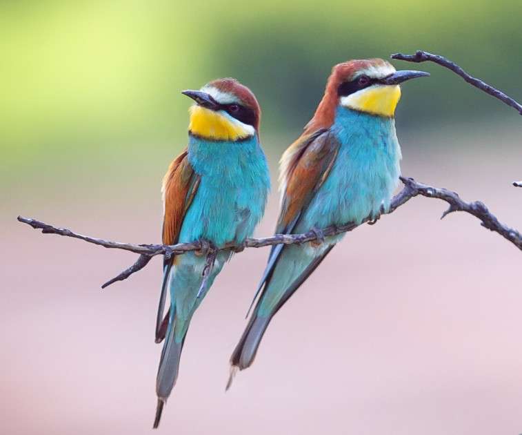 Ptaki- żołna zwyczajna puzzle online