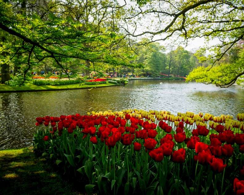 Rabaty tulipanów w parku nad rzeczką puzzle online