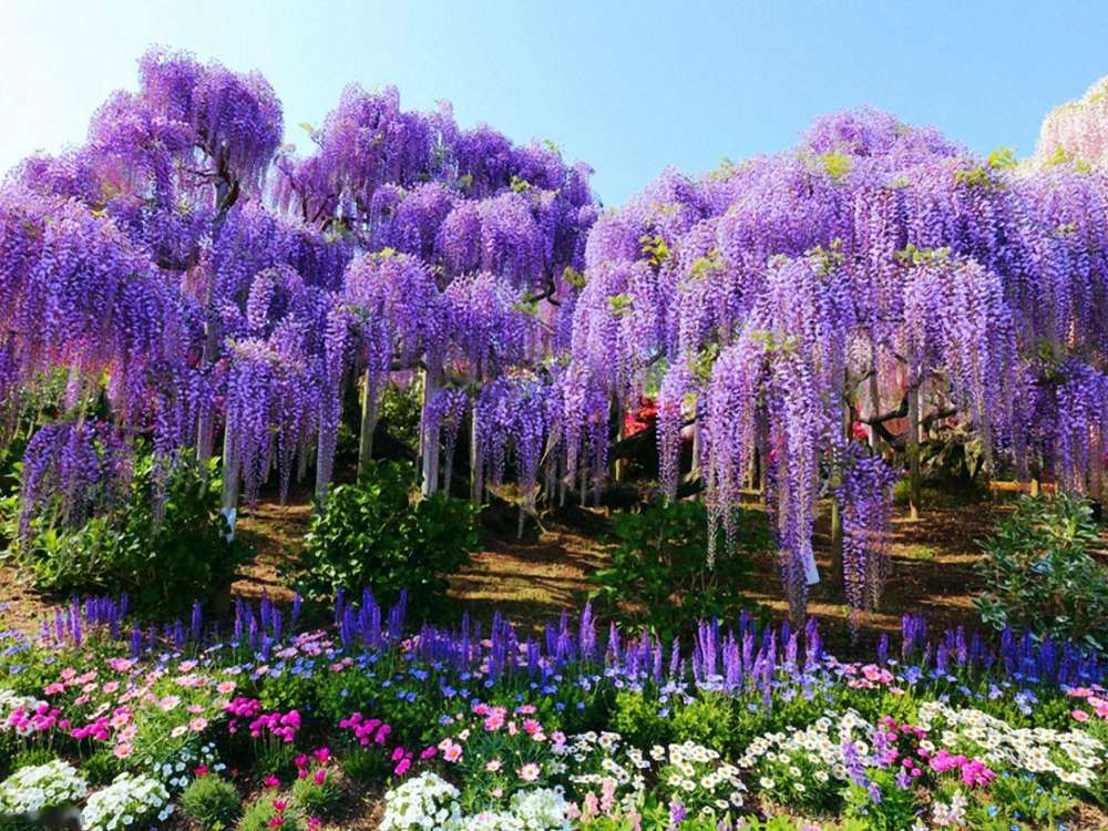 Kwitnąca piękna Wisteria -Park Kwiatowy Ashikaga puzzle online