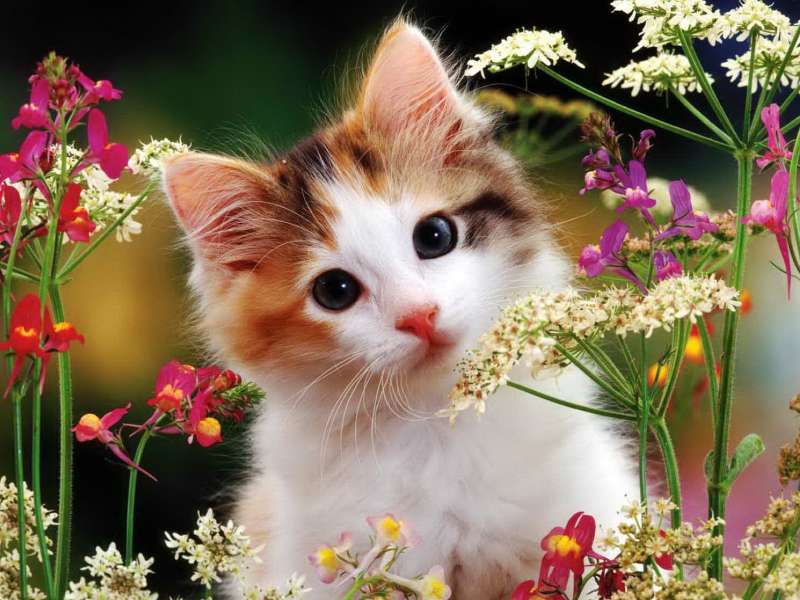 Uroczy kotek wśród kwiatów-kwiecisty kotek puzzle online