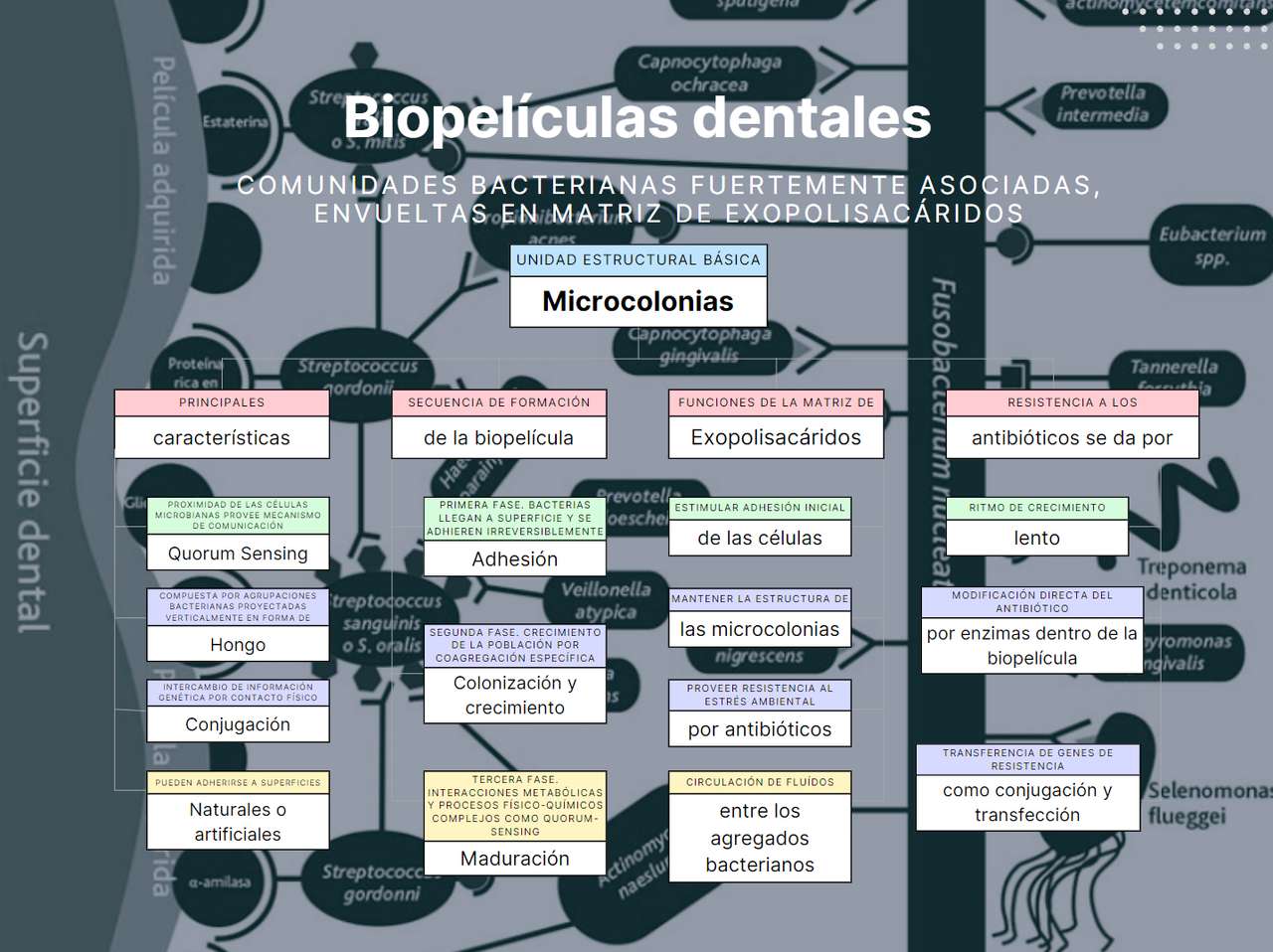 BIOFILM DENTYSTYCZNY puzzle online