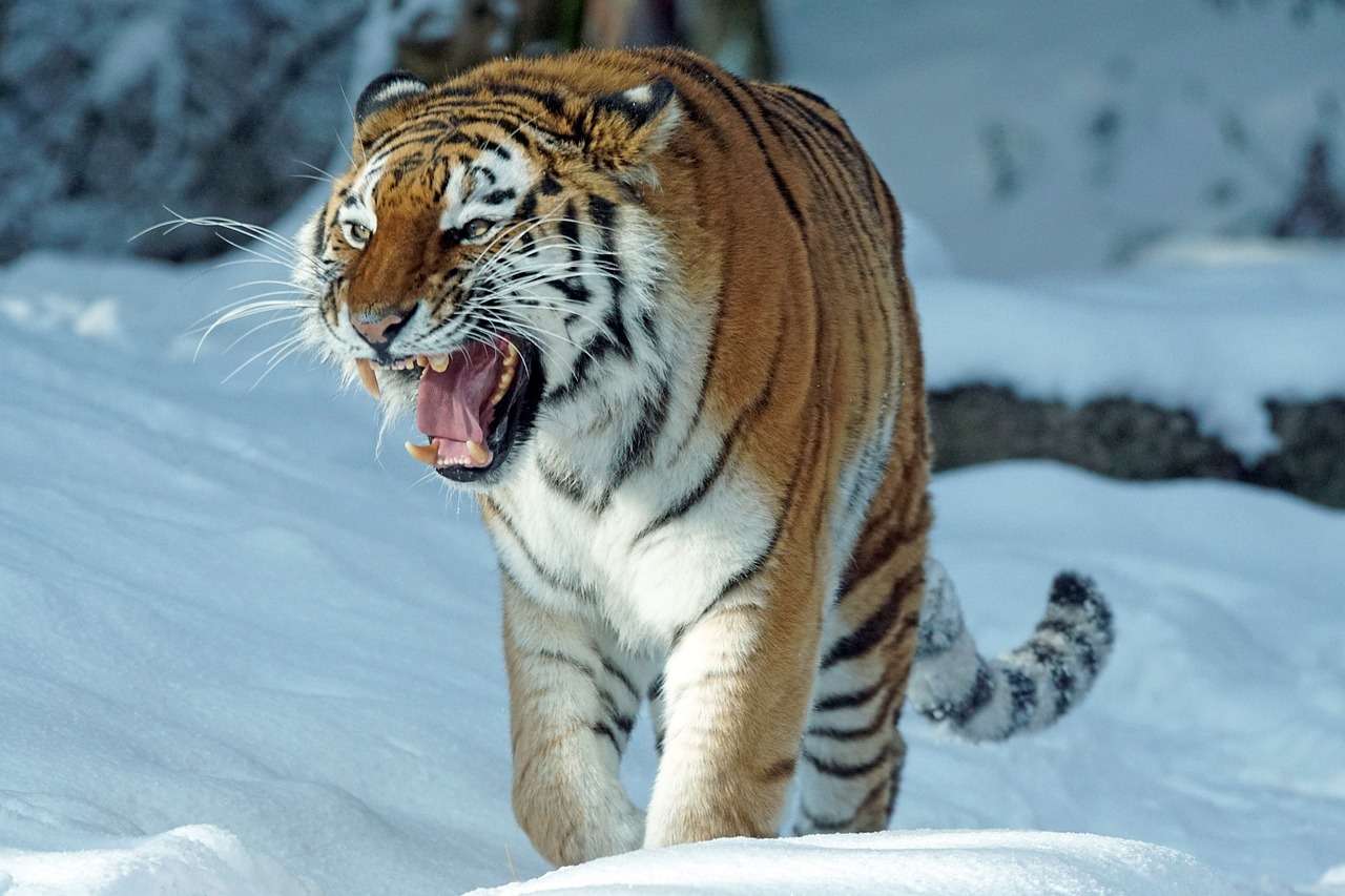 Tygrys drapieżnik puzzle online