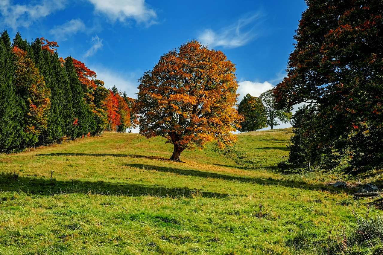 Krajobraz drzew puzzle online