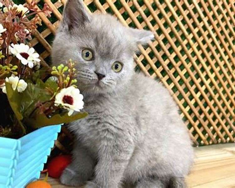 Kotek przy doniczce kwiatami puzzle online