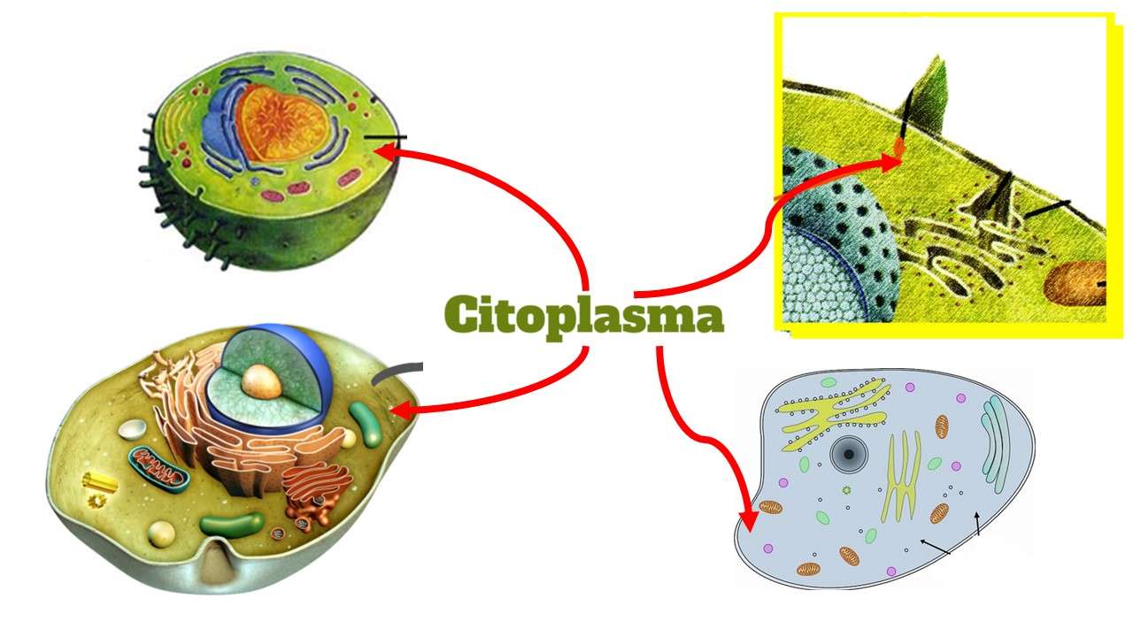 Cytoplazma puzzle online