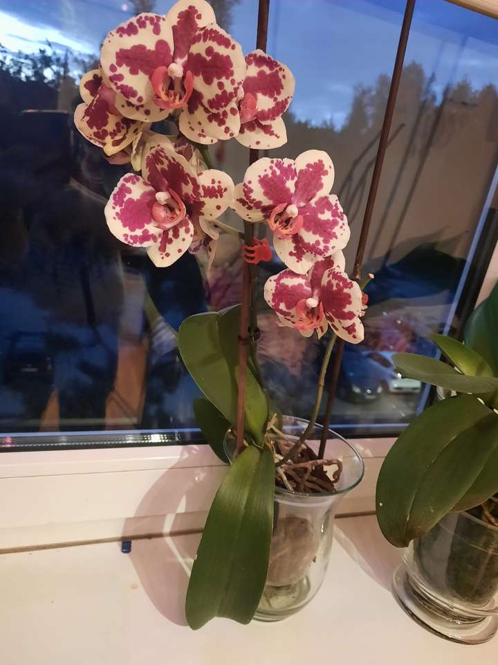 Orchidea w kropki puzzle online